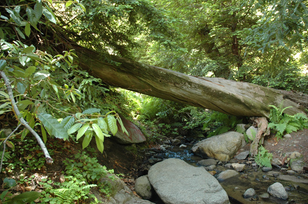 Soberanes Canyon 073.jpg